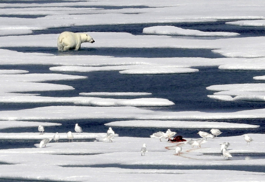 Global warming threatens Arctic fauna